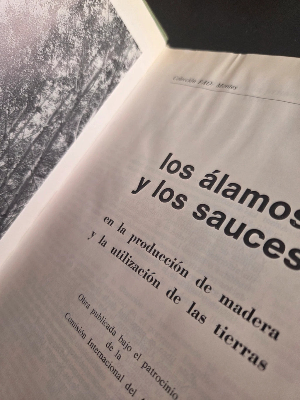 Los álamos y los sauces.