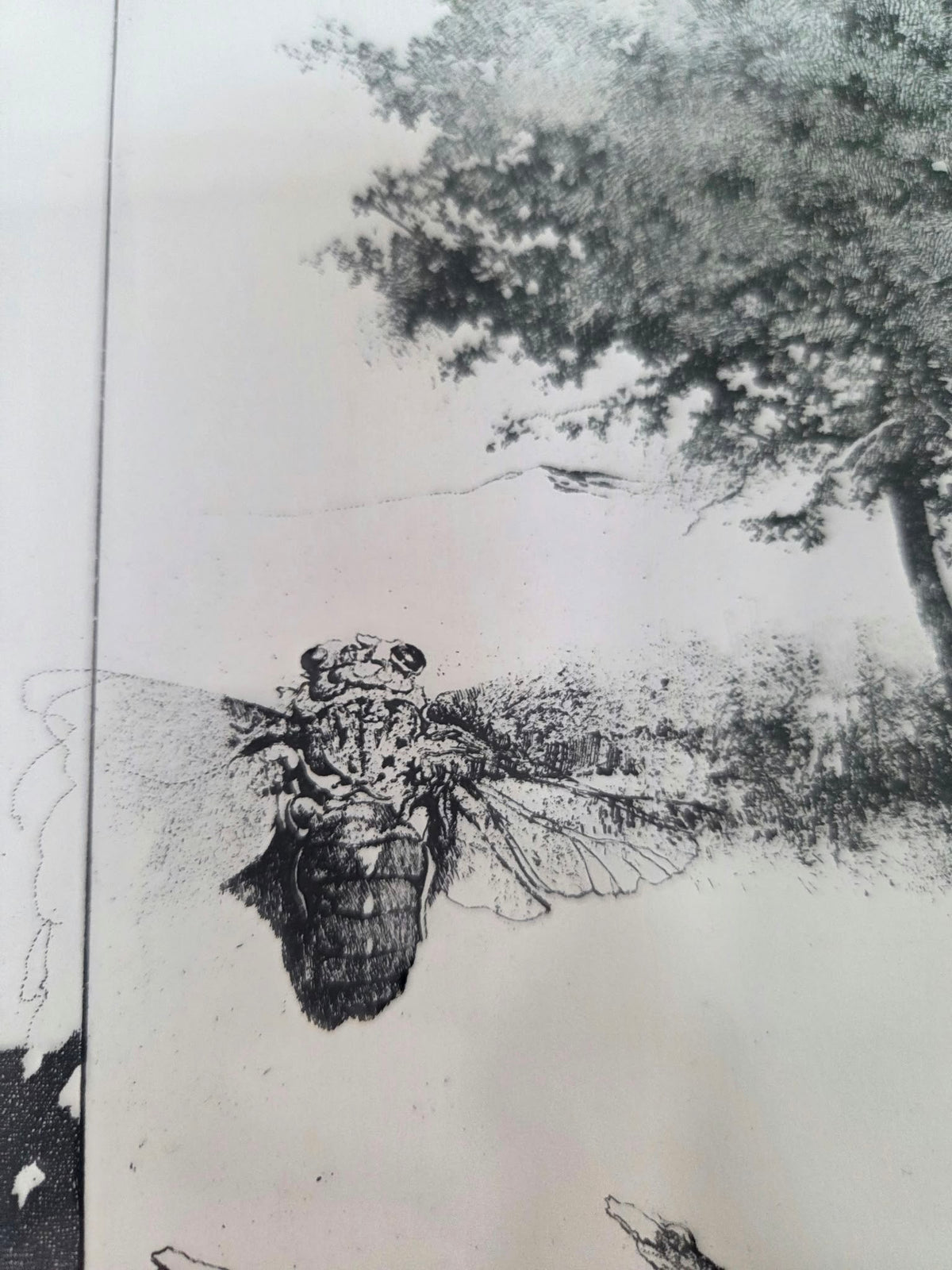 Grabado firmado y numerado (47/120) – Naturaleza, Árbol y Cigarra con Marco