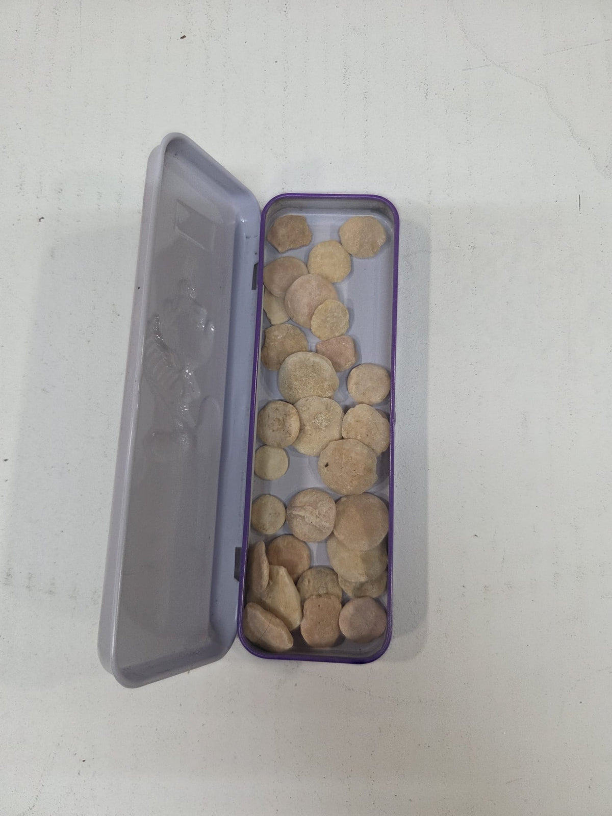 Lote de Fósiles Nummulites ("Monedas de Piedra") en Cajita Metálica Vintage